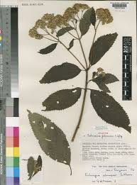 Image result for Bothriocline longipes