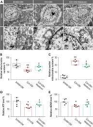 Melatonin and diabetes by digital editor dilgam h. Melatonin Alleviates Neuronal Damage After Intracerebral Hemorrhage In Dddt