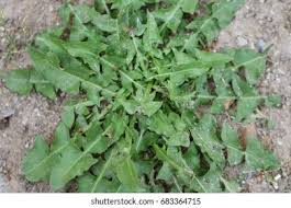 Image result for Sonchus oleraceus