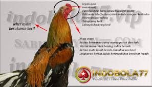 Kepala Ayam Bangkok Punya Peran Penting Saat Bertarung Jangan Salah Membeli Agen Sabung Ayam Bangkok Kulit Ayam
