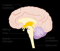 Image result for Midbrain