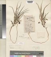 Image result for Walleria nutans