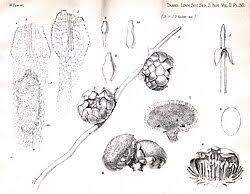 Image result for Thonningia