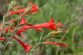 Maybe you would like to learn more about one of these? How To Create A Hummingbird Garden In Orange County Environmental Nature Center