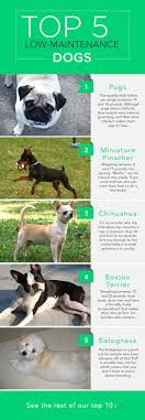 They're low maintenance, yet most love to play, cuddle and interact with their owners. The Top 10 Low Maintenance Dogs Low Maintenance Dog Breeds Dog Breeds Best Dog Breeds