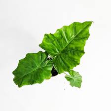 Online ofis, iç ve dış mekan bitkileri. Fil Kulagi Bitkisi Alocasia Portodora 50 60 Cm Salon Bitkileri En Populer Bitkiler Ofis Bitkileri Ucretsiz Kargo