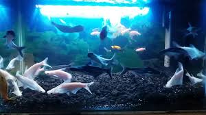 Ciri khas ikan bala shark adalah warna tubuhnya. Ikan Patin Dalam Aquarium Youtube