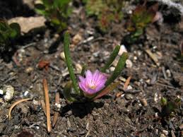 Image result for Pavetta pygmaea