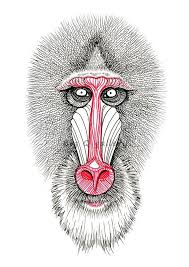 Check spelling or type a new query. Baboon Sketch Printable Wall Art Drawn Red Nose Ape Black And Red Graphic Animal Drawing Poster Digital Print Instant Download In 2021 Animal Drawings Baboon Art