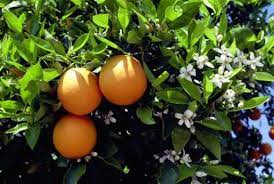 Typically, this occurs for two reasons: Cross Pollination Between Orange Lemon Trees Growing Citrus Citrus Plant Citrus Trees