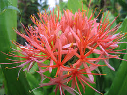 Image result for Scadoxus multiflorus