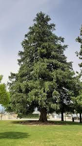 Image result for Nelsonia smithii