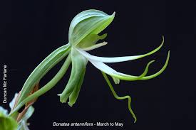 Image result for Bonatea antennifera