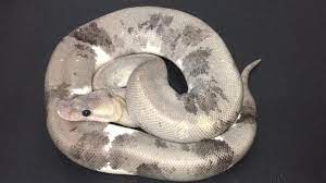 Urban Camo Ball Python Ball Python Cute Reptiles Python
