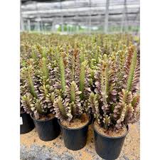 Image result for Euphorbia rubriflora