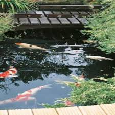 How To Build A Koi Pond For Breeding Awesome Guide 2020 Koi Pond Pond Filters Pond Maintenance
