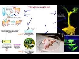 Transgenic organisms contain foreign dna that has been introduced using biotechnology. Transgenic Organisms Youtube