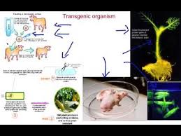 In 1978, yeast cells were the first eukaryotic organisms to undergo gene transfer. Transgenic Organisms Youtube