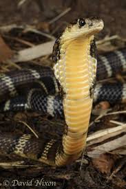 Ophiophagus Hannah Chinese Banded King Cobra Reptile Snakes Beautiful Snakes King Cobra