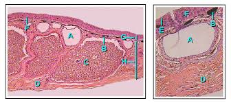 Visualize the difference between various skin rashes, learn about human anatomy, and. Skin Wikipedia
