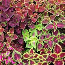 Start with just one easy plant, or select a few and get growing! Coleus Flower Garden Seeds Jazz Combo Mix 1000 Seeds Annual Flower Gardening Seed House Plant Foliage Annual Flowers Landscaping Plants Plants