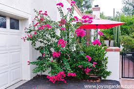 Butterfly bushes are an example of perennial flowering bushes in usda plant zone 5. Bougainvillea Care Growing Tips For This Flowering Machine