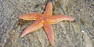 Endemism occurs when a plant or animal species can only survive in a hood, for example); 12 Examples Of Keystone Species Greentumble