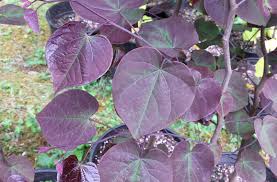 This is a stunning, weeping dwarf redbud leaves may green slightly in summer and lower light conditions. Ruby Falls Weeping Redbud Maples N More Nursery