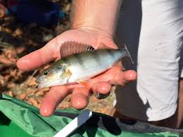 Na = 1,00 et ne = 1,33 on raisonnera sur le rayon qui va de l'œil du poisson ‚ l'œil du p„cheur. Poissons D Ici Et D Ailleurs Objets Insolites Que Peche T On Dans La Deule Pres De Lille Lille Actu