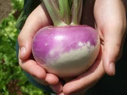 Beets that are allowed to get much bigger than 3 inches (7 cm) across often become tough and fibrous. Turnip Harvest Treasure In Hand Our 10 Year Old Son Owen H Flickr