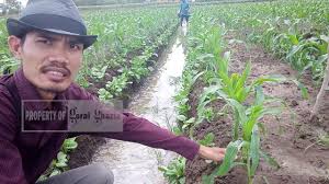 Saya telah mencuba beberapa cara tanam bawang putih dan ini adalah cara paling senang dan cepat untuk bawang putih. Cara Menanam Tanaman Jagung Mass Cane Dengarden Rumah Dan Taman Berkebun