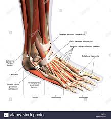 Anatomy Of Human Foot With Labels Stock Photo 224157857 Alamy