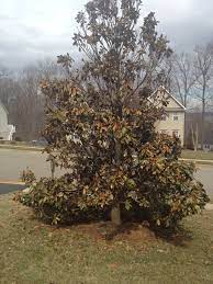 Maybe you would like to learn more about one of these? Southern Magnolia Not Looking Good After Two Tough Winters
