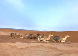 Plenty of camels had died doing similar work to alphonse and his friends. What It S Like To Ride A Camel Through The Sahara Traveling Fig