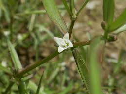 Image result for Oldenlandia herbacea