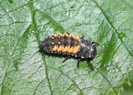 We did not find results for: Orange And Black Spiky Bug Observation Uk And Ireland Ispot