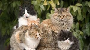 ‪The Name for A Group of Cats Explained‬‏