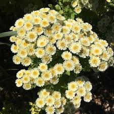 Image result for Feverfew