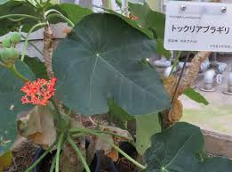 3ページ目の 京都府立植物園の花たち だい のひとりごと 楽天ブログ