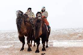 At this rate, how much water can the camel drink in 9 minutes? A Day In The Life Of A Camel Herder In The Snowstorm