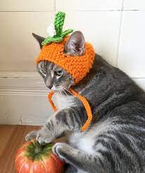 Pumpkin Cat Hat Pumpkin Hat Hat For Cats And Small Dogs Cat Etsy In 2021 Crochet Cat Hat Crochet Dog Crochet Cat