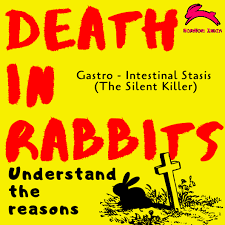 It was once the most popular medicinal remedy in england. Death In Rabbits G I Stasis Nomnom India Bunny Rabbit Caregiver Network Facebook