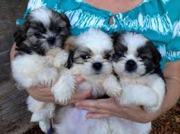 We offer imperial shih tzu puppies for sale and teacup shih tzu puppies for sale on a limited basis. Shih Tzu Puppies For Sale In Pendleton South Carolina Classified Americanlisted Com