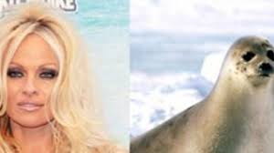 Pamela'dan Çin'e mektup