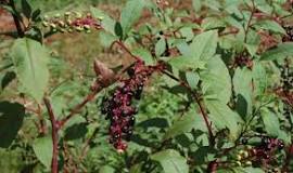 Know Your Deer Plants: Pokeweed | National Deer Association
