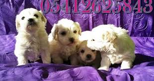 Satilik Maltes Terrier