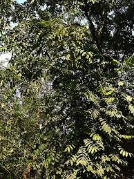 Image result for Aphanamixis polystachya