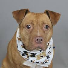 What are good wet dog food recommendations for a senior dog with few teeth?