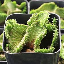 Image result for Euphorbia ugandensis