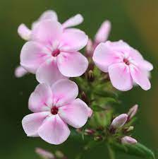 What flowers do butterflies like most. 29 Flowers That Attract Butterflies Garden Plants That Attract Pollinators